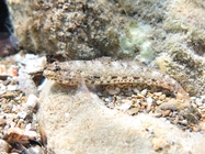 Gobius incognitus