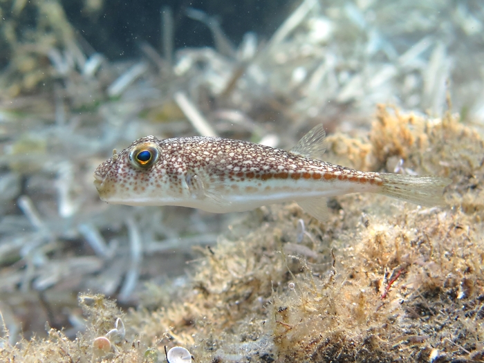 Torquigener flavimaculosus Torquigener flavimaculosus