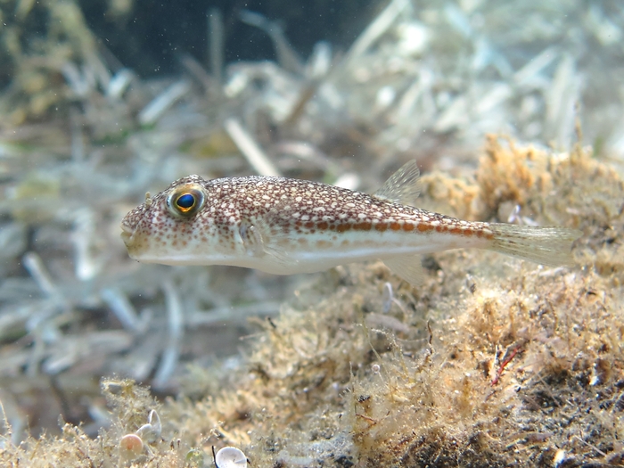 Torquigener flavimaculosus