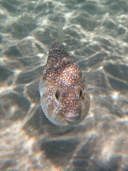 Torquigener flavimaculosus Torquigener flavimaculosus
