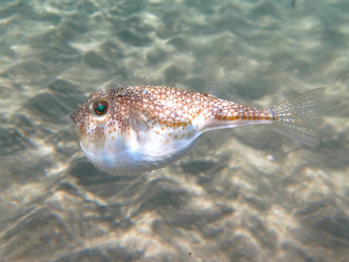 Torquigener flavimaculosus Torquigener flavimaculosus