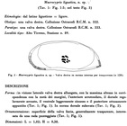 Macrocypris ligustica Bonaduce, Masoli & Pugliese, 1977, Fig 3