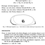 Macrocypris ligustica Bonaduce, Masoli & Pugliese, 1977, Fig 3