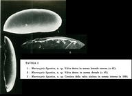 Macrocypris ligustica Bonaduce, Masoli & Pugliese, 1977, Pl. 1 figs 1-3