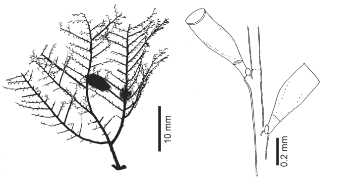 Zygophylax cervicornis, from Schuchert (2015)
