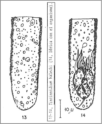 Tintinnidium balechi Barria de Cao , 1981