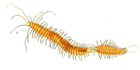 Nereis prolifera, plate 52 in O.F. Mler, 1788