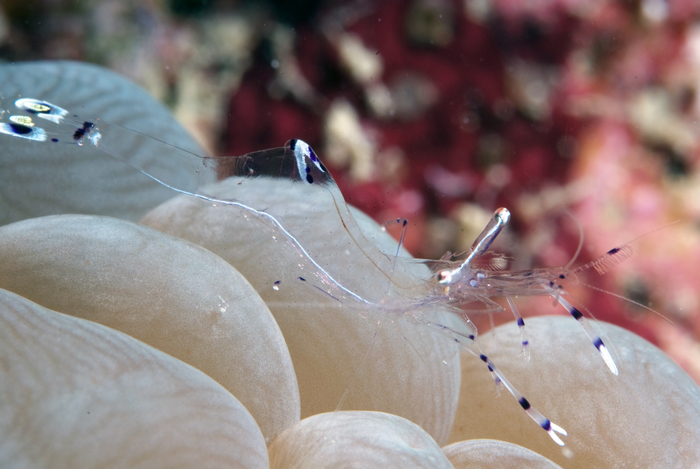 Ancylomenes longicarpus (Bruce & Svoboda, 1983)