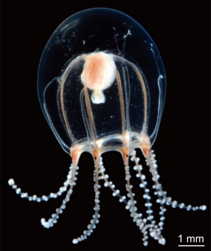 Octorhopalona saltatrix, from Toshino, Yamamoto & Saito (2022)