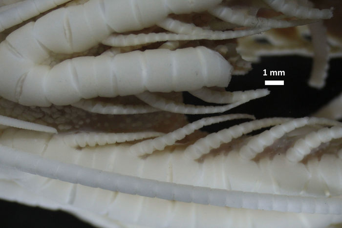 Notocrinus virilis Mortensen 1917, Syntype Copenhagen CRI-52