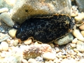 Dendrodoris limbata