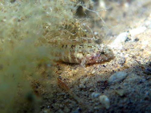 Millerigobius macrocephalus