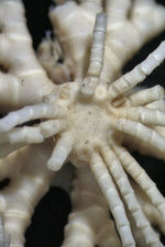 Antedon manca Carpenter 1888, (Cyllometra) TYPE BMNH 88.11.9.71