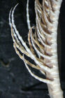 Antedon manca Carpenter 1888, (Cyllometra) TYPE BMNH 88.11.9.71