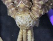 Iconometra speciosa AH Clark, 1929 TYPE BMNH 1928.7.1.1_2