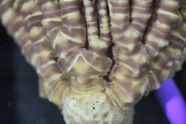Iconometra speciosa AH Clark, 1929 TYPE BMNH 1928.7.1.1_2