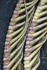 Iconometra speciosa AH Clark, 1929 TYPE BMNH 1928.7.1.1_2