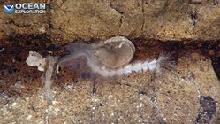 Possible Vitreotubus digeronimoi observed July 2022 by 