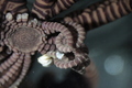 Echinodermata (echinoderms)