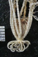 Embryometra mortenseni Gislén, 1938 Holotype Copenhagen CRI-12