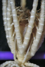 Embryometra mortenseni Gislén, 1938 Holotype Copenhagen CRI-12