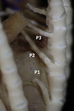 Embryometra mortenseni Gislén, 1938 Holotype Copenhagen CRI-12
