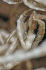 Embryometra mortenseni Gislén, 1938 Holotype Copenhagen CRI-12