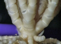 Embryometra mortenseni Gislén, 1938 Holotype Copenhagen CRI-12