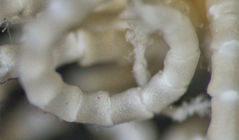 Embryometra mortenseni Gislén, 1938 Holotype Copenhagen CRI-12