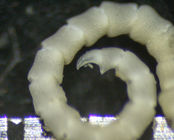 Embryometra mortenseni Gislén, 1938 Holotype Copenhagen CRI-12