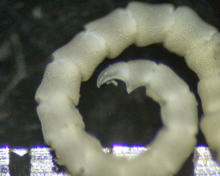 Embryometra mortenseni Gislén, 1938 Holotype Copenhagen CRI-12