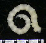 Embryometra mortenseni Gislén, 1938 Holotype Copenhagen CRI-12