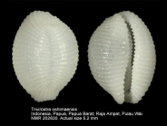 Trivirostra oshimaensis