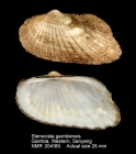 Stenocista gambiensis