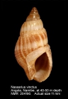 Nassarius vinctus