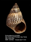 Echinolittorina punctata