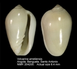 Volvarina ameliensis