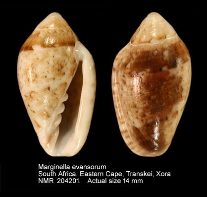 Marginella evansorum