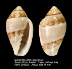 Marginella jeffreysbayensis