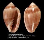 Marginella transkeiensis