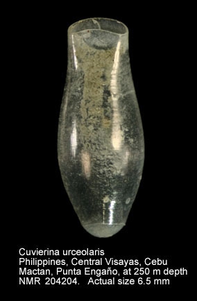 Cuvierina urceolaris