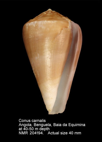 Conus carnalis