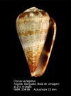 Conus variegatus