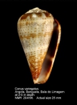 Conus variegatus
