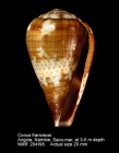 Conus franciscoi