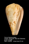 Conus lineopunctatus