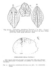 Hemicythere cimbaeformis vitrocincta Ruggieri, 1950 from the original description
