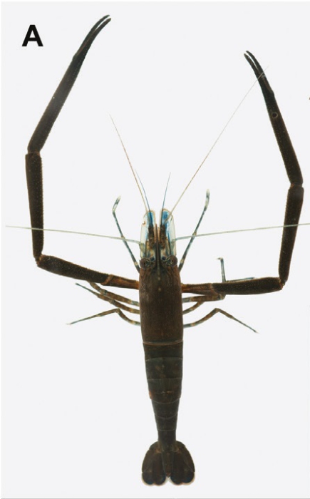 Macrobrachium formosense Macrobrachium formosense