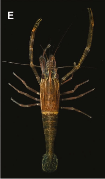 Macrobrachium laevis Macrobrachium laevis