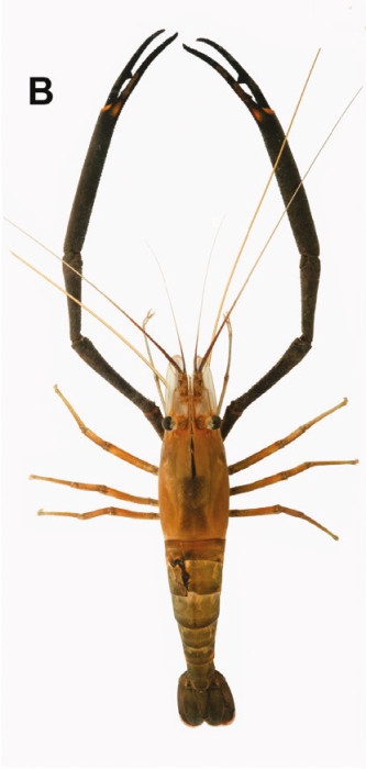 Macrobrachium lar